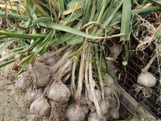 Hola, venderé ajo polaco, variedad Harnaś. Ajo tamaño a