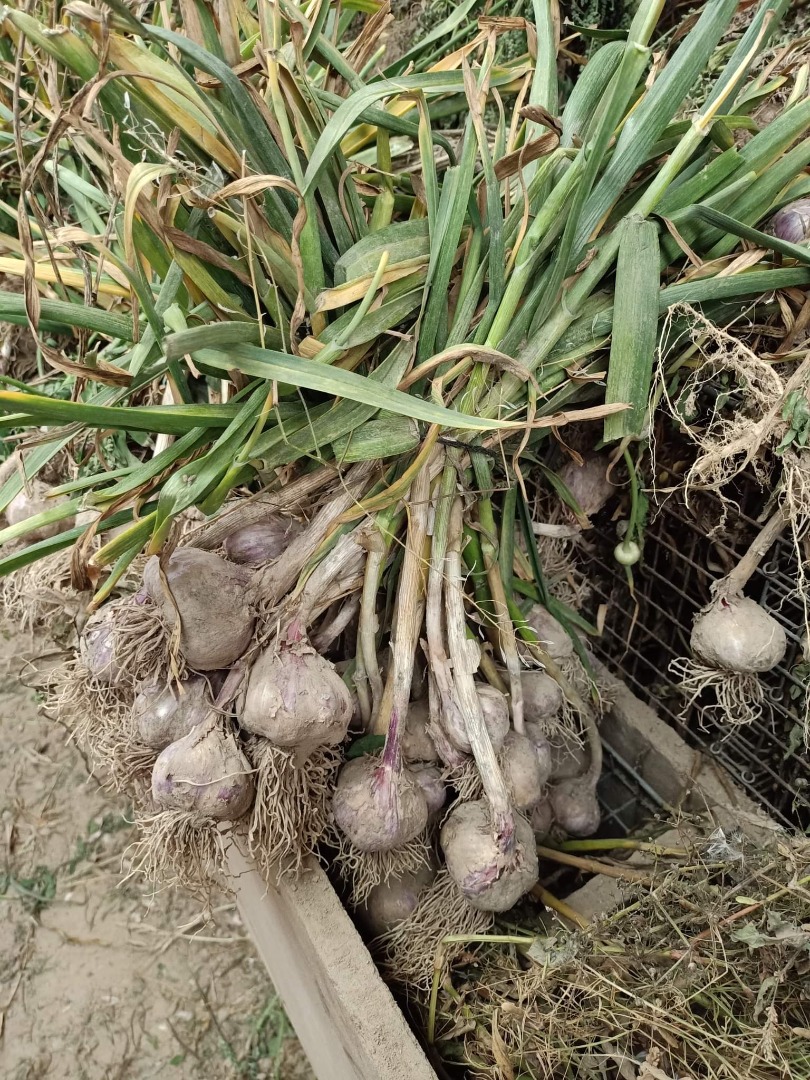 Hola, venderé ajo polaco, variedad Harnaś