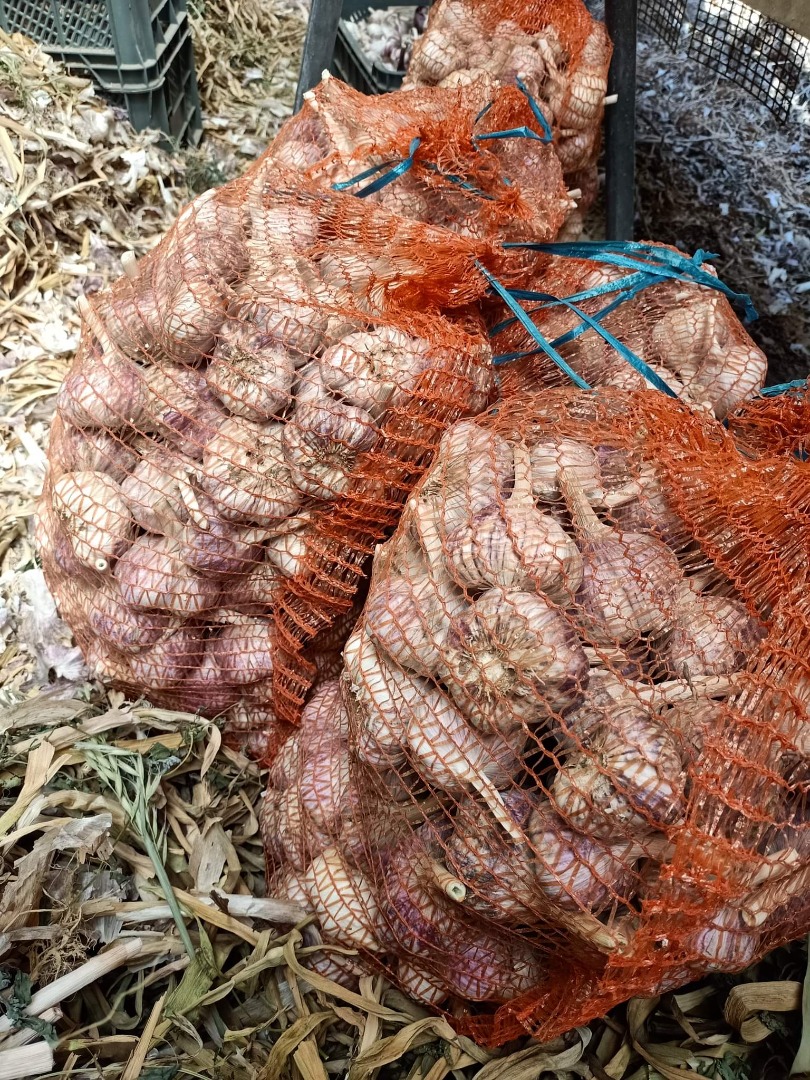 Hola tengo un ajo variedad Violetta me quedan como 4 toneladas de ajo tamaño de cabeza 6+ te invitamos a cooperar