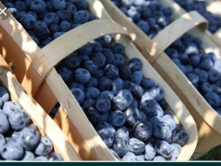 Hola, ofrezco la venta de arándanos americanos cosechados a