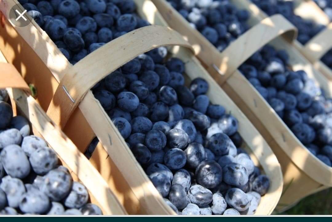Hola, ofrezco la venta de arándanos americanos cosechados a mano de mi propia plantación