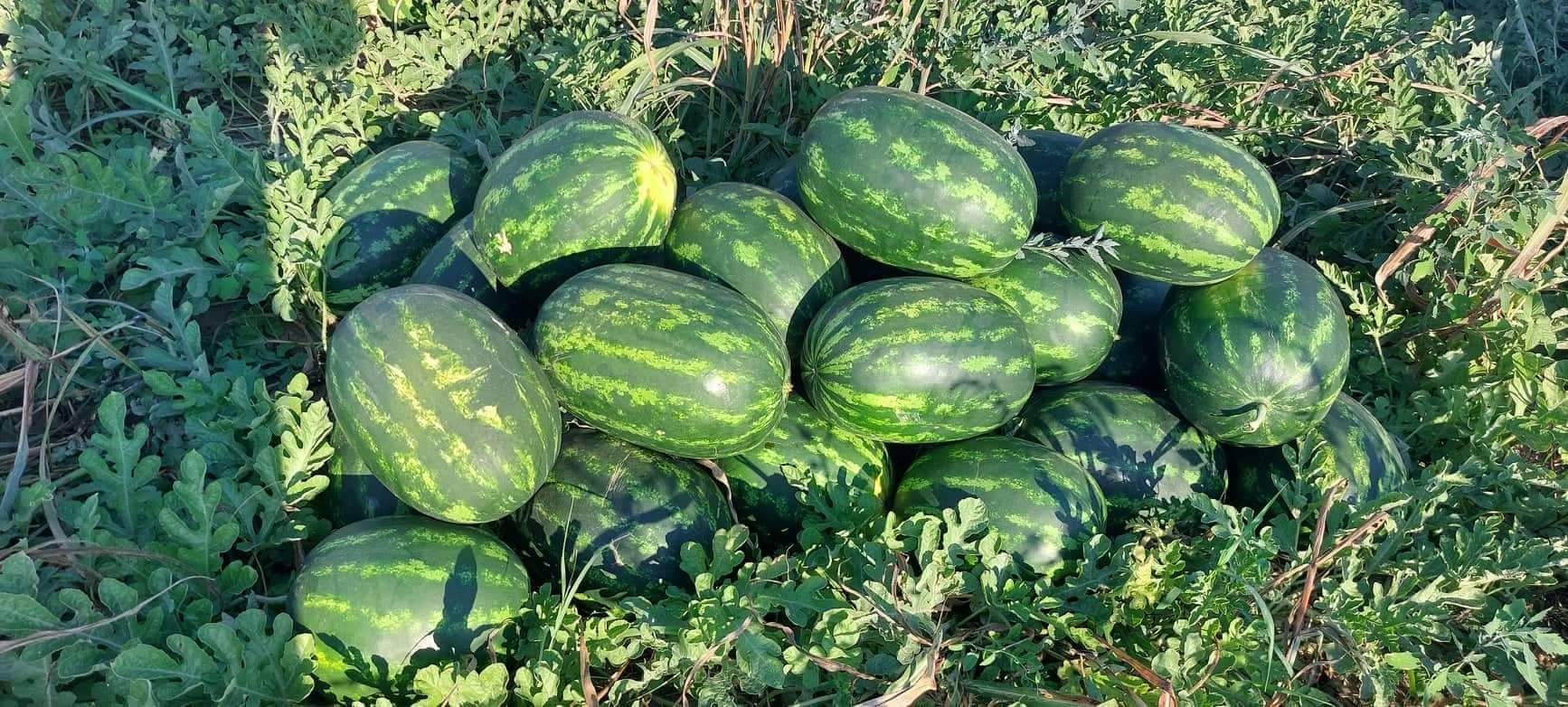 Las sandías se encuentran en la localidad de Harmanli