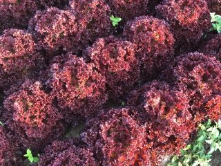 Hola, tengo para ofrecer lechuga roja corrugada, actualmente tengo
