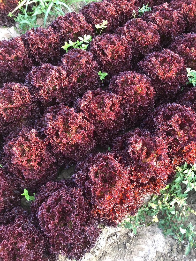 Hola, tengo para ofrecer lechuga roja corrugada, actualmente tengo unas 1000 piezas por el precio y empaque a convenir, vamos a Bronisze todos los días
