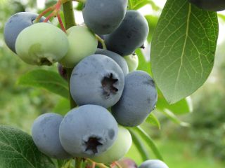 fruta fresca de arándanos