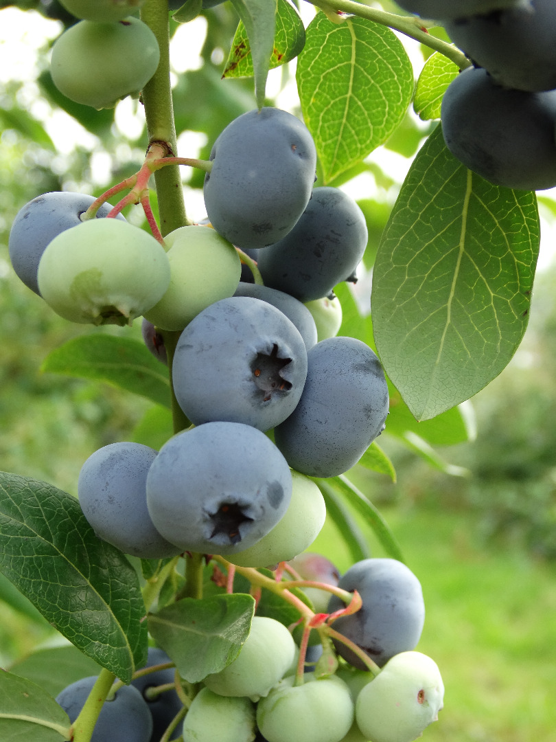 fruta fresca de arándanos