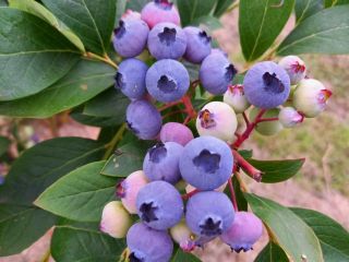 Vendo arándanos orgánicos de mi propia plantación, al menos