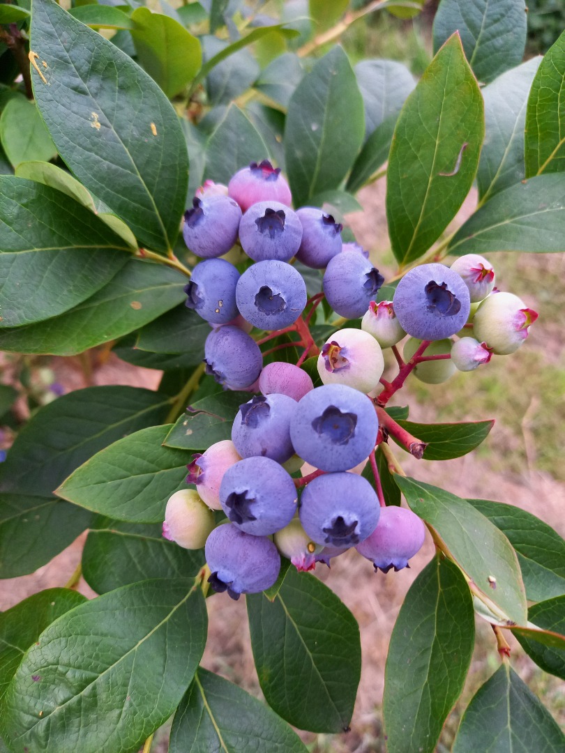 Vendo arándanos orgánicos de mi propia plantación, al menos 1 día antes