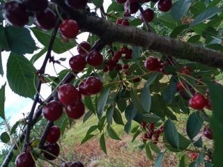 Venderé cerezas, una variedad grande y agradable de Łutówka,