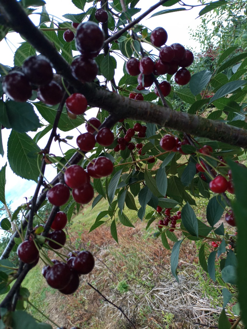 Venderé cerezas, una variedad grande y agradable de Łutówka, con grandes cantidades precio negociable