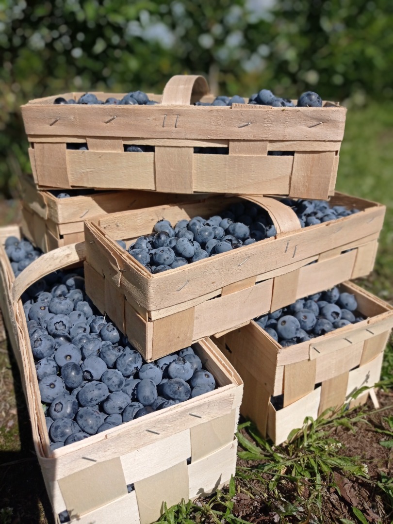 Arándanos para la venta Variedades americanas Ducke, Bluecrop, Chendler, Eliot Actualmente disponibles alrededor de 200 kg Variedad Ducke Venta minorista y