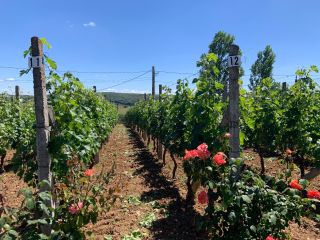 Vendemos uvas Cabernet Sauvignon. Probablemente tengamos 800kg Vivimos en