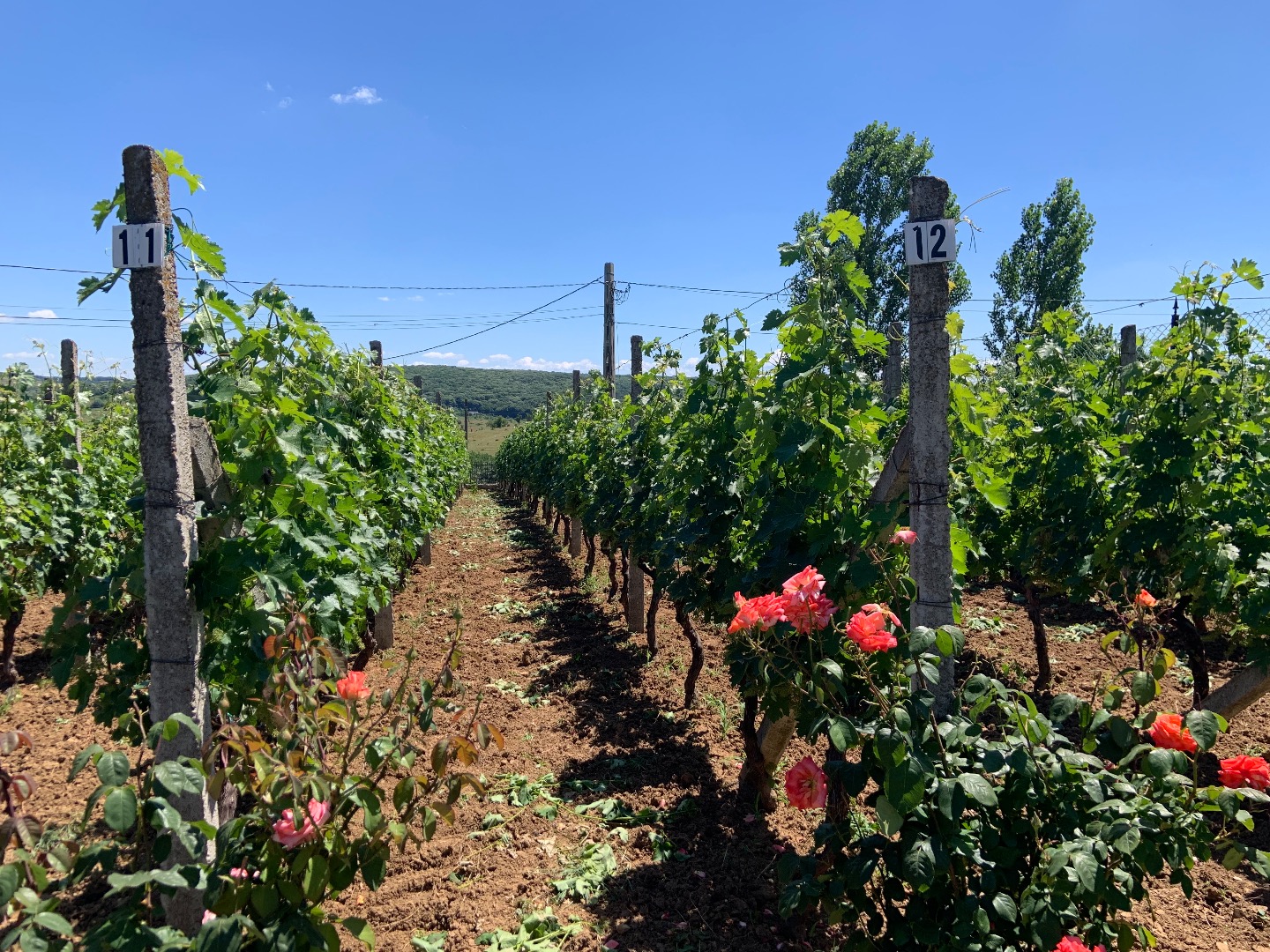 Vendemos uvas Cabernet Sauvignon