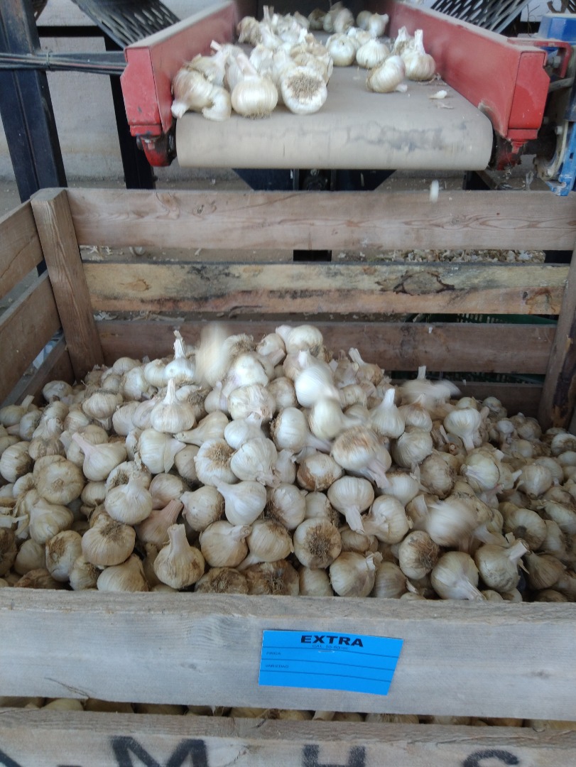 Semilla de Ajo Morado Pedroñeras