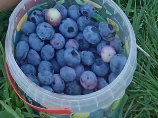 Venderé arándano, dulce, fruta grande.