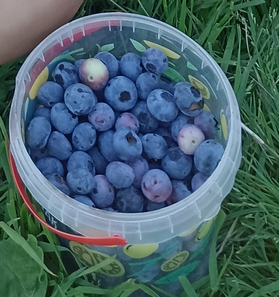 Venderé arándano, dulce, fruta grande