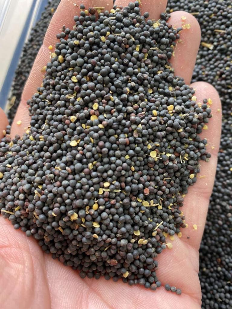 Debido a que la guerra está arrasando actualmente en Ucrania, no sabemos qué hacer con nuestra colza, ya que los puertos están cerrados para la exportación