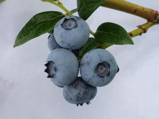 Arándano americano a la venta. Podkarpackie, Lubelskie, Swietokrzyskie.