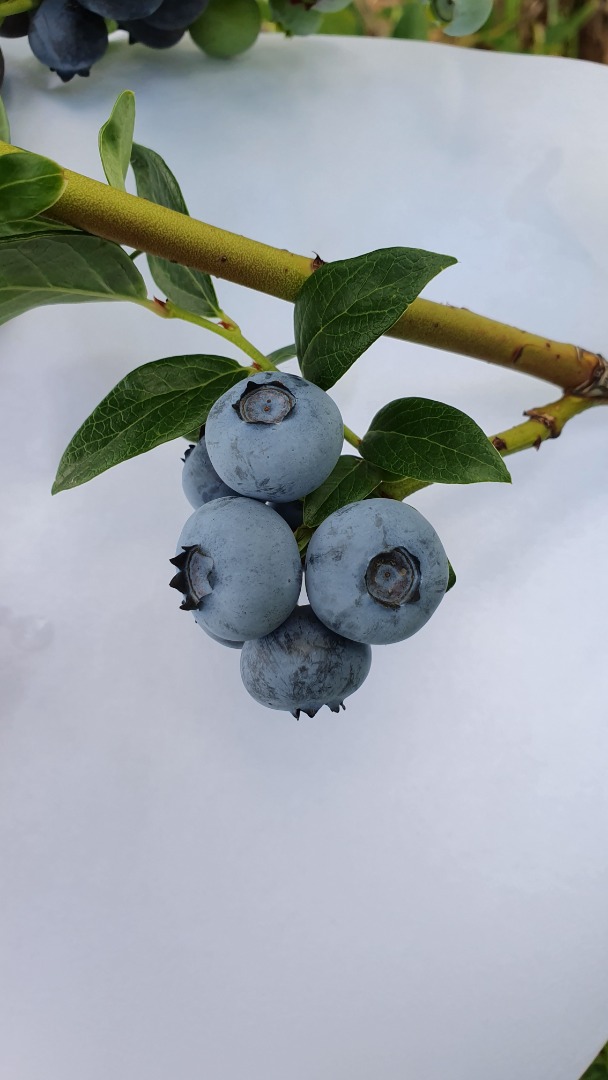 Arándano americano a la venta
