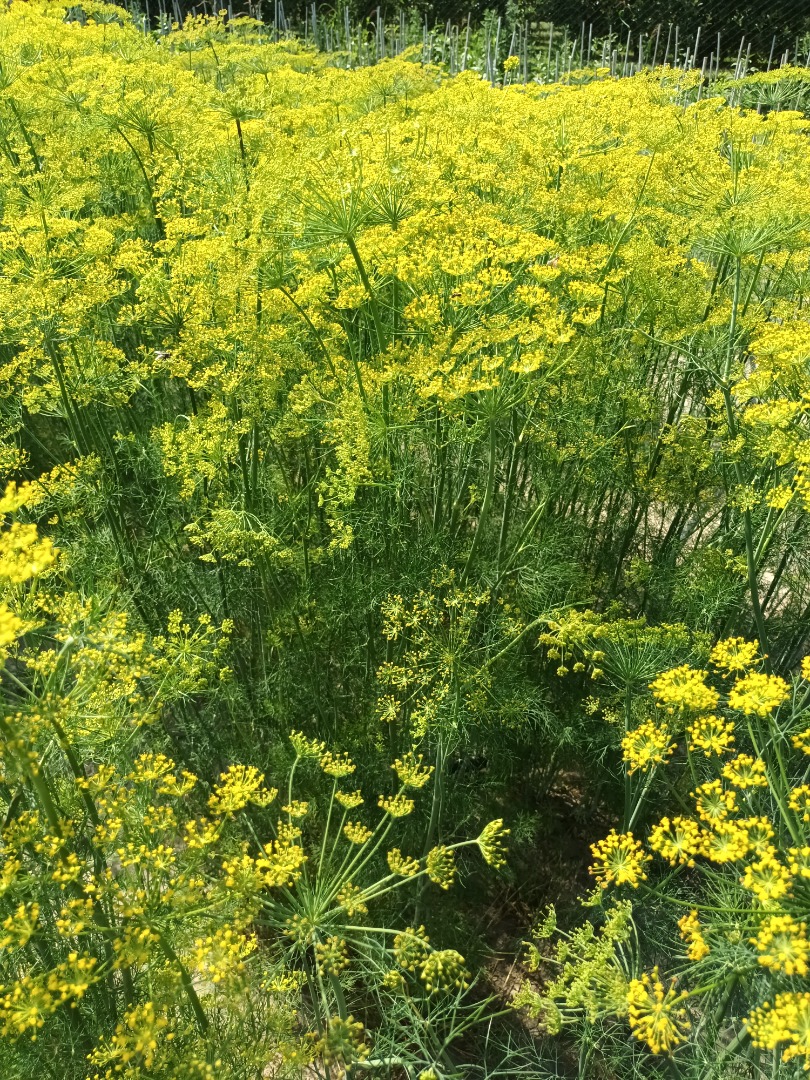Venderé eneldo grande con una flor para encurtir