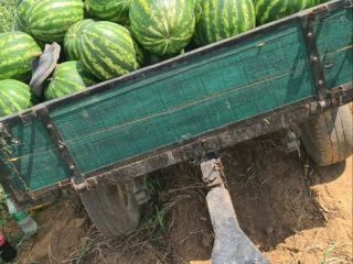 Sandías de Srem, Serbia de un productor agrícola llegan