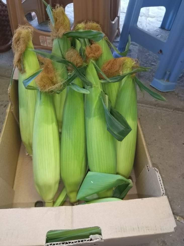 Vendo mazorcas de maíz dulce al por mayor de la variedad Overland, cosecha 2022