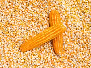 VENDO 300 TONELADAS DE MAÍZ DE PRODUCCIÓN LOCAL, INSILOZADO,
