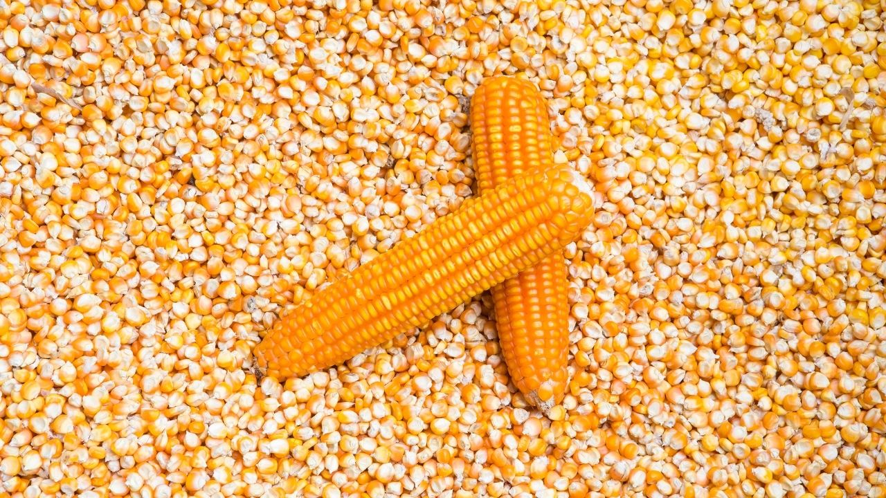 VENDO 300 TONELADAS DE MAÍZ DE PRODUCCIÓN LOCAL, INSILOZADO, LIMPIO, 14% DE HUMEDAD, PODEMOS ASEGURAR EL TRANSPORTE POR UN COSTO
