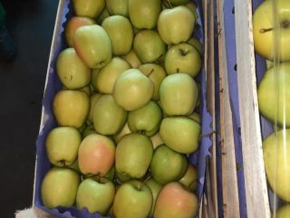 Hola. Vendo manzana Golden Delicious. Embalado en cajas de