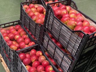 Hola. Se vende manzana Idared. Embalado en cajas de