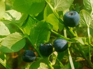 Precio de arándanos del bosque a convenir para cantidades