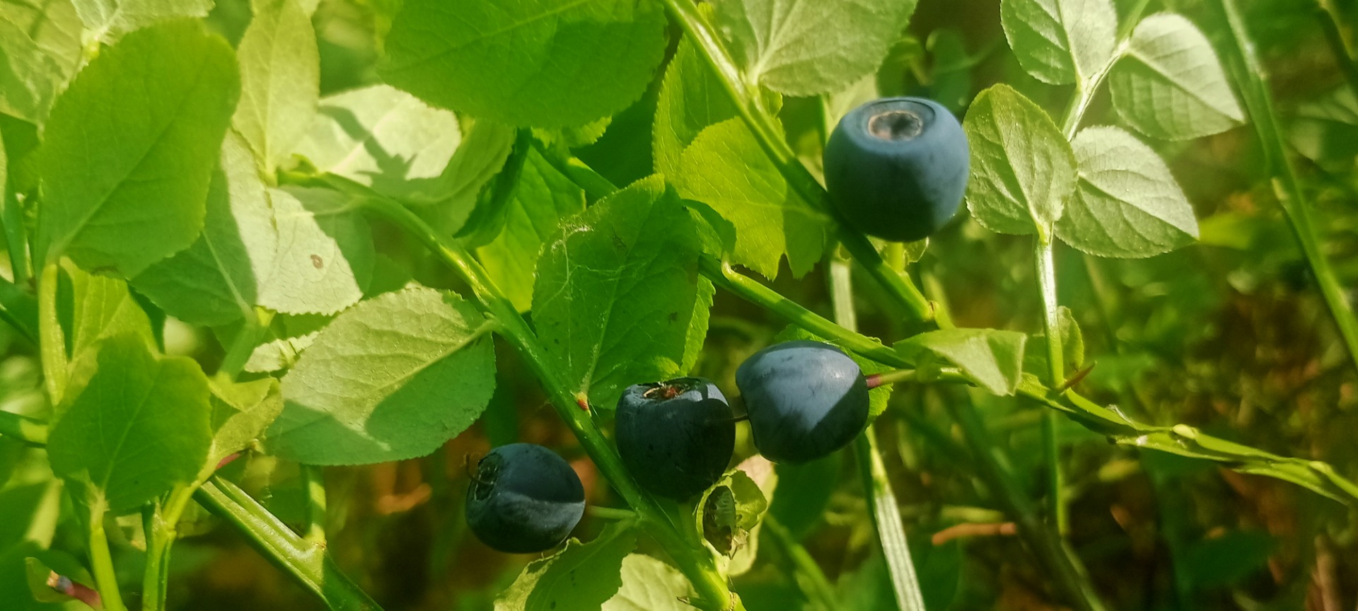 Precio de arándanos del bosque a convenir para cantidades mayores