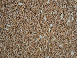 Compro cereales, cebada, trigo, colza, soja, girasol y maiz