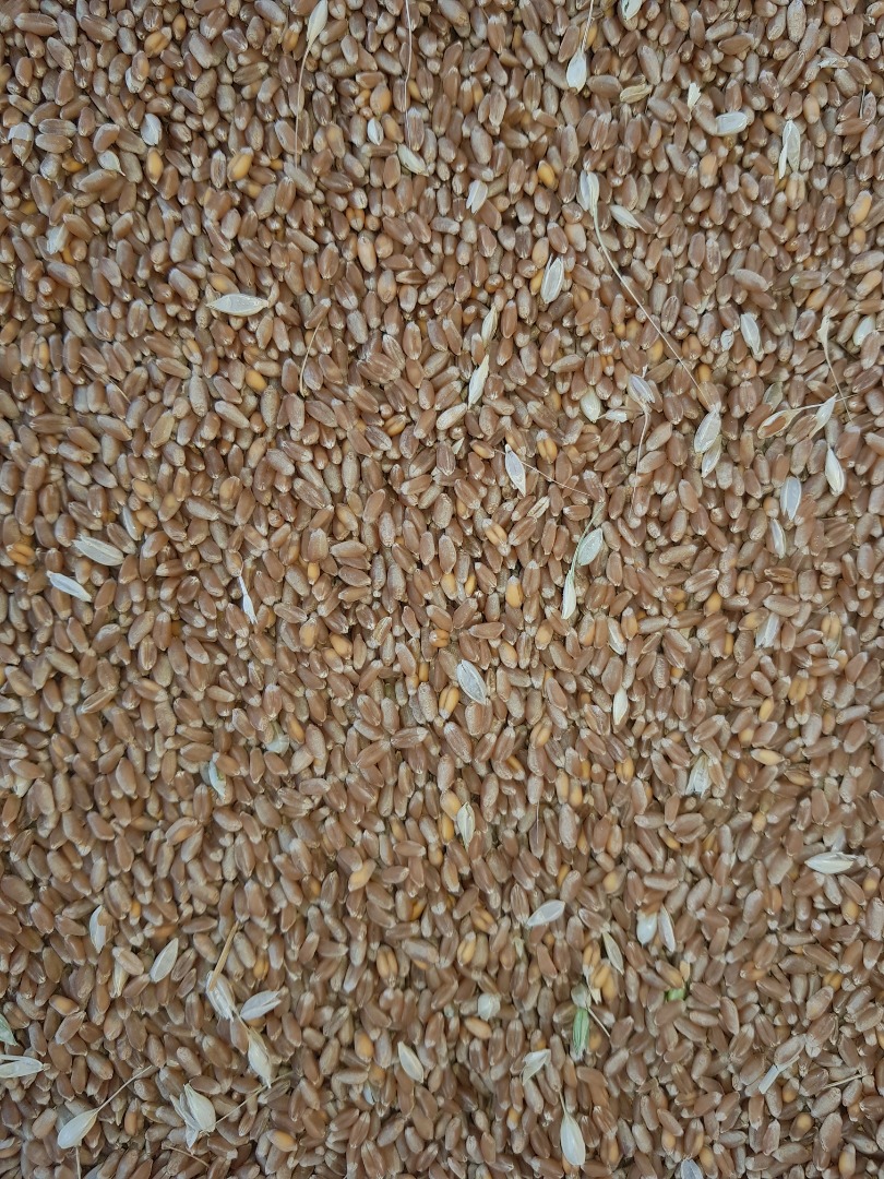 Compro cereales, cebada, trigo, colza, soja, girasol y maiz
