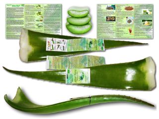 Hojas de Aloe Vera ecológicas para consumo alimentario y