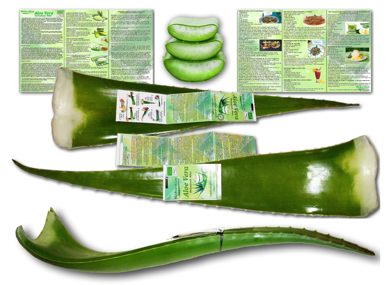 Hojas de Aloe Vera ecológicas para consumo alimentario y preparados cosméticos elaborados en casa por el comprador