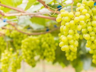 Venta de uvas de vino saludables con un alto