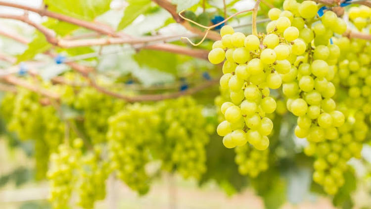 Venta de uvas de vino saludables con un alto contenido de azúcar con una cosecha de septiembre