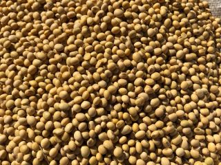 Venderé soja de mi propia agricultura NON-GMO, 42 proteínas,