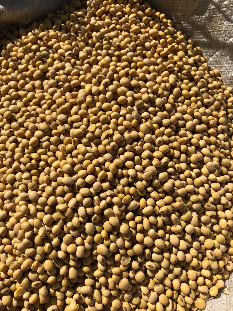 Venderé soja de mi propia agricultura NON-GMO, 42 proteínas, 12% humedad