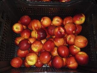 Venta de nectarinas importadas, maduras, 500 kg Actualmente en
