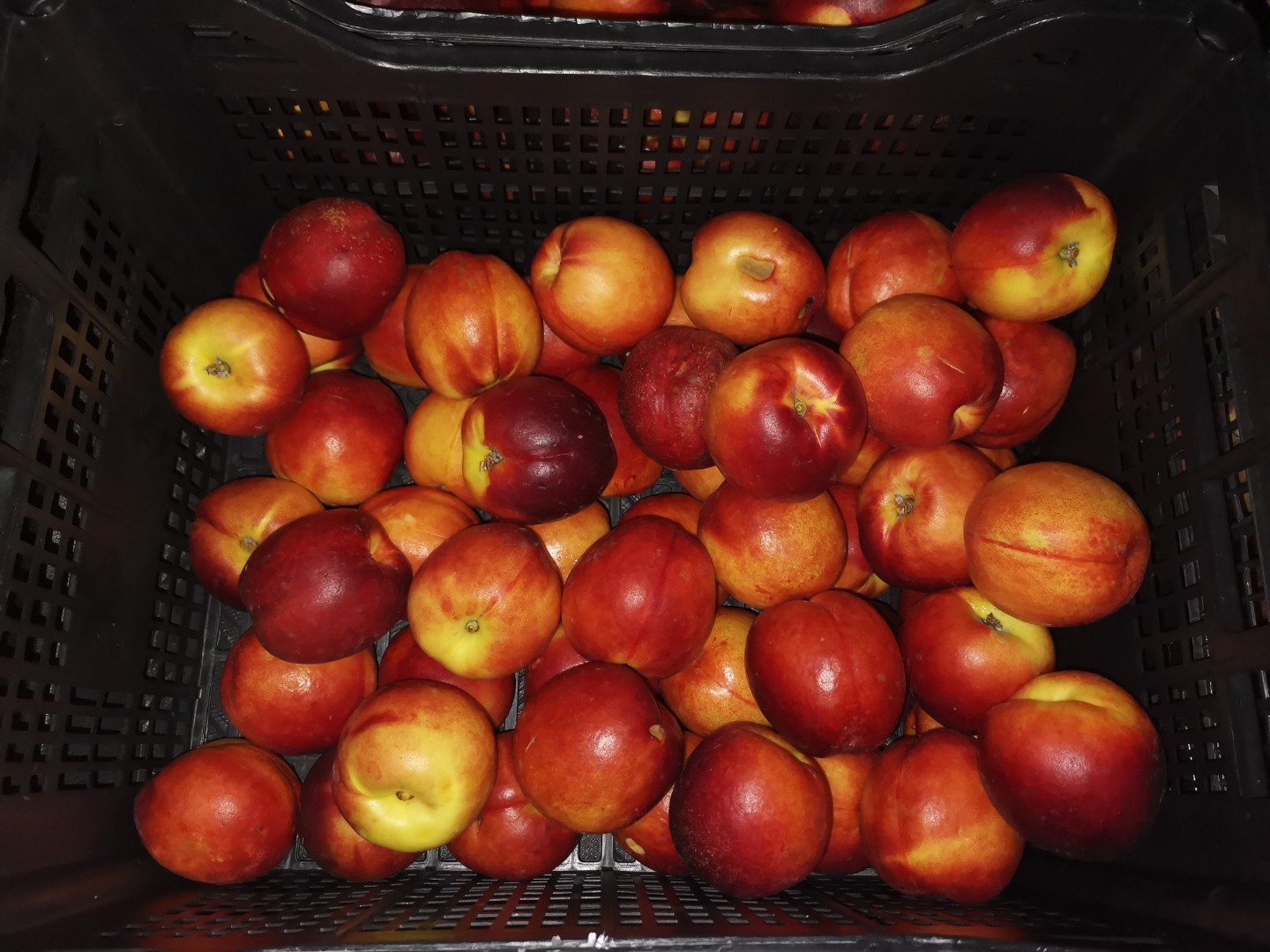 Venta de nectarinas importadas, maduras, 500 kg Actualmente en cámara frigorífica durante unas dos semanas