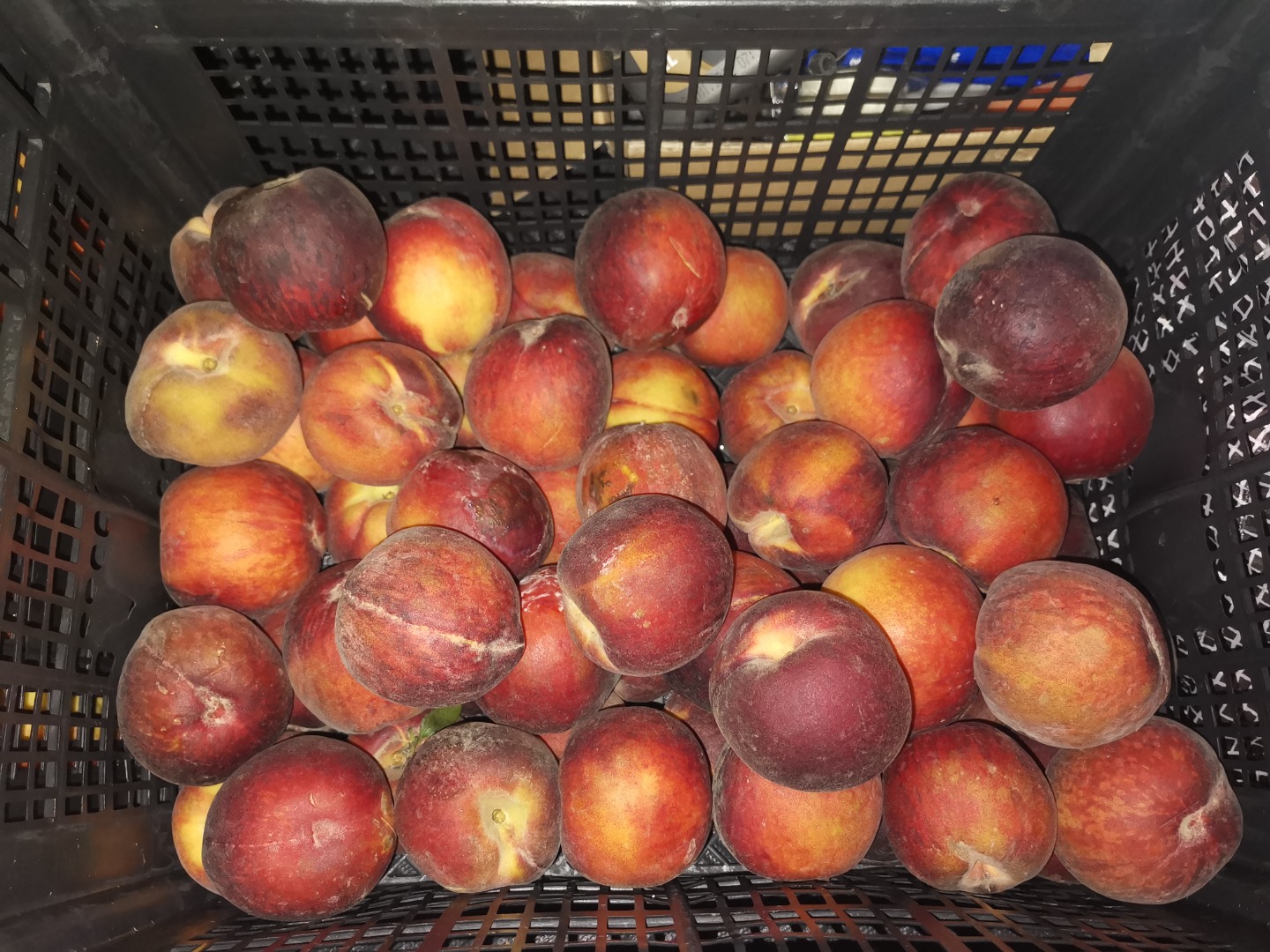 Se venden melocotones importados, maduros 500 kg Actualmente en cámara frigorífica durante unas dos semanas
