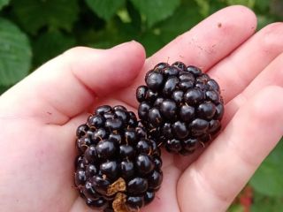 Vendo moras Thornfree injertadas, directamente de la plantación. Se