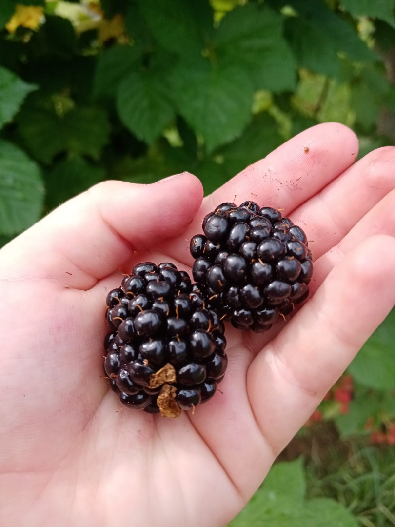 Vendo moras Thornfree injertadas, directamente de la plantación