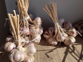 Vendo ajo de este año, cultivado en el este