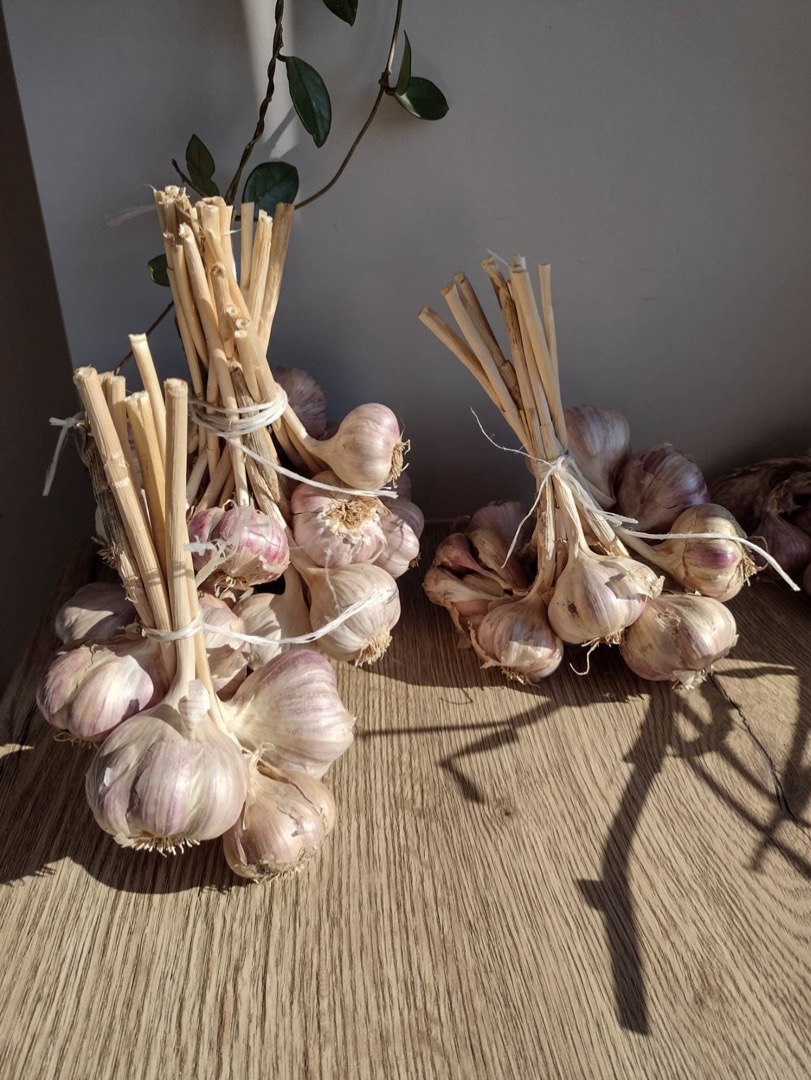 Vendo ajo de este año, cultivado en el este de Polonia en la zona verde