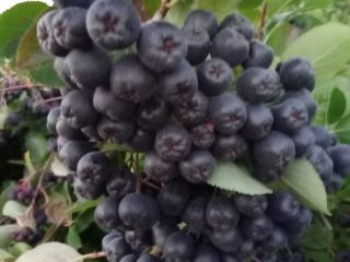 Venta de fruta fresca de aronia. Lo cultivo en