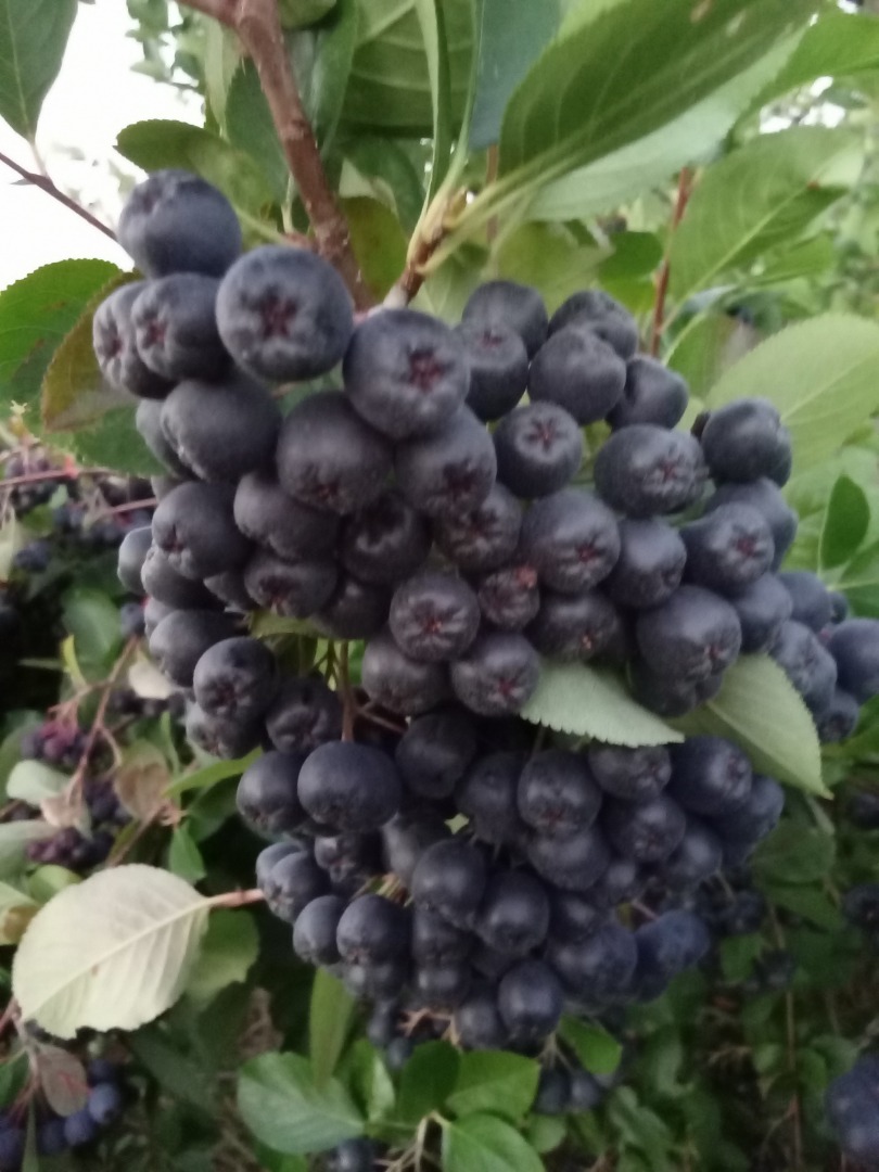 Venta de fruta fresca de aronia