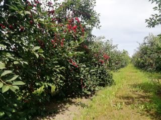 Vendo cereza "ŁUTÓWKA", rasgada a mano, elección de embalaje